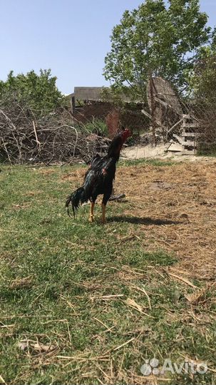 Бойцовые петухи