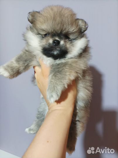 Домашний Мишка