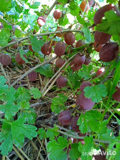 Саженцы крыжовника, смородины