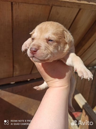 Щенки