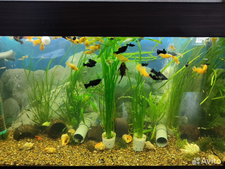 Рыбки гуппи, малинезии, тернеция, улитки Хелена