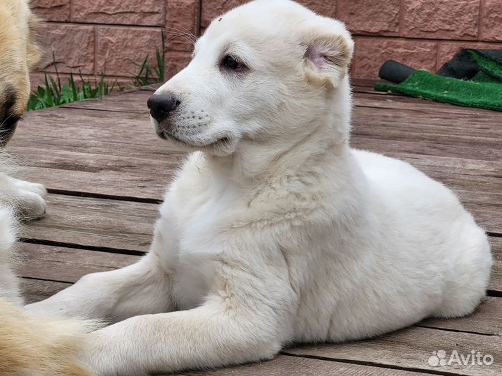 Среднеазиатская овчарка алабай щенки
