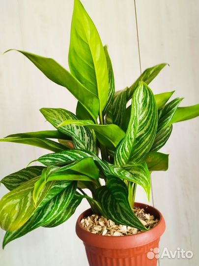 Аглаонема, педилантус, пеларгония