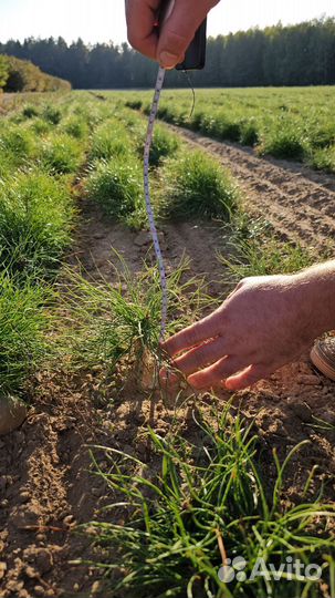 Саженцы ели европейской окс