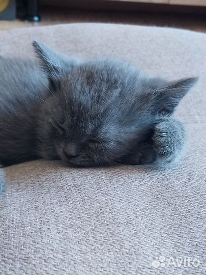 Британские котята