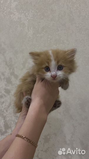 Котенок пушистый