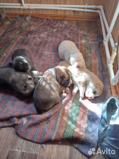 Щенки метисы