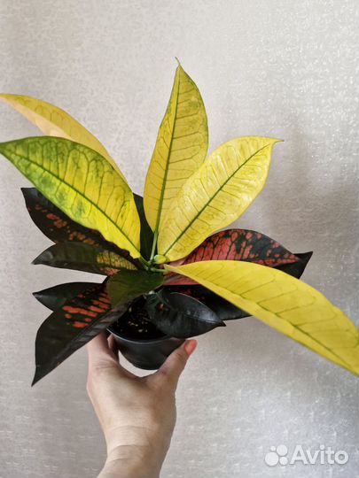 Кротон миссис айстон