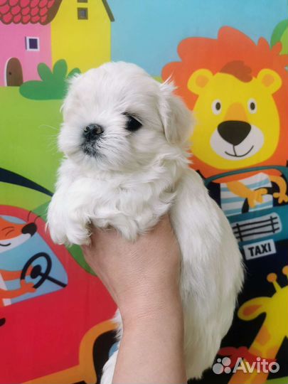 Мальтийская болонка щенки. Мальтезе микро,мини