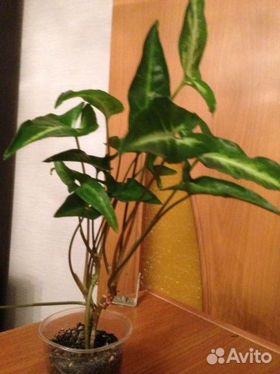 Цветы сингониумы