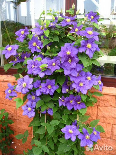 Клематисы (часть 2)