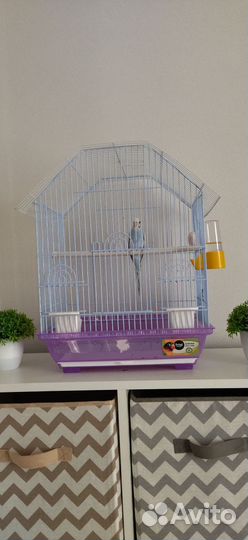 Попугай вместе с клеткой