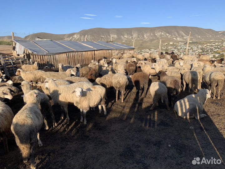 Ягнята ярочки