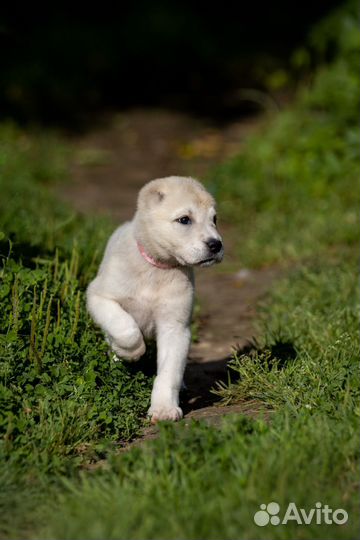 Сао алабай девочка