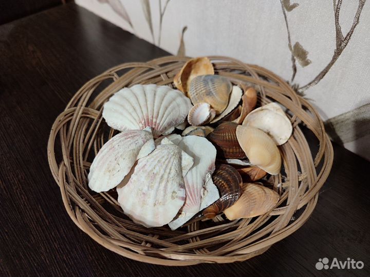 Набор морских ракушек