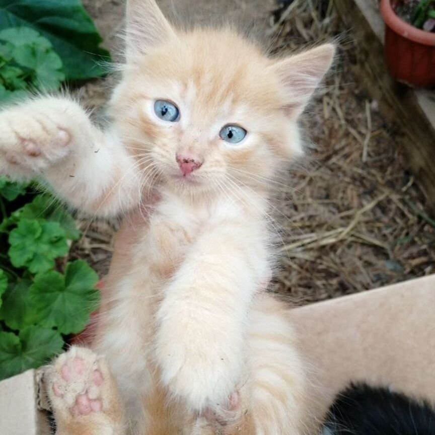 Котята в добрые руки бесплатно