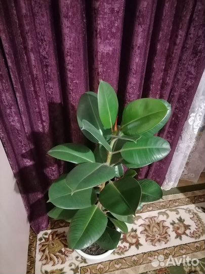 Комнатные цветы фикус