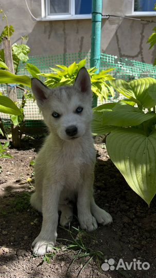 Сибирский хаски