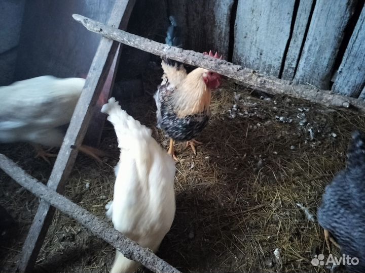 Молодые петухи