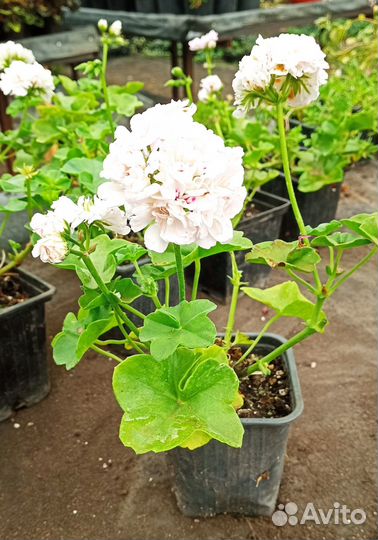 Пеларгония плющелистная Great Ball of Fire White