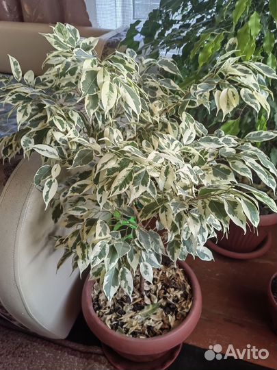 Фикус бенджамина