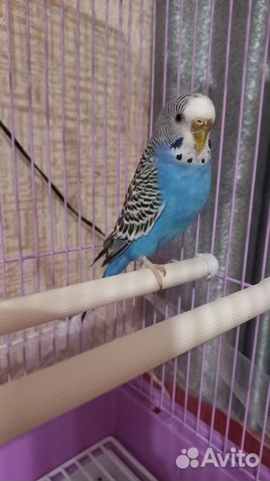 Волнистый попугай с клеткой