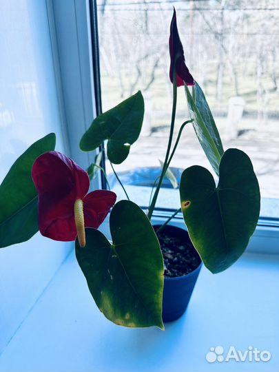 Мужское счастье антуриум