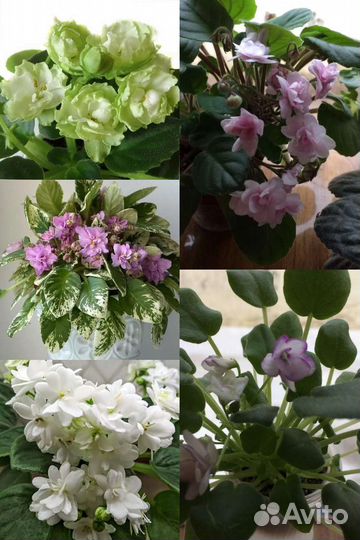 Трейлерные и полуминиатюрные фиалки