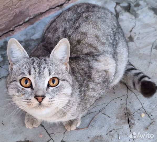 Кошки в добрые руки