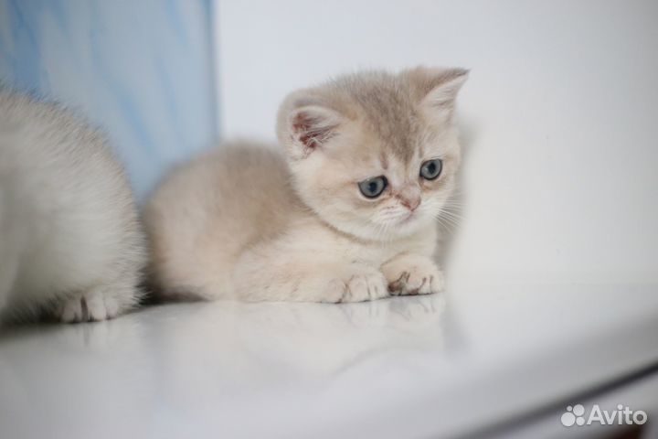 Британская шиншилла голубое золото