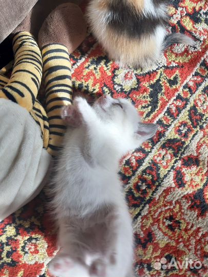 Кошки в добрые руки бесплатно