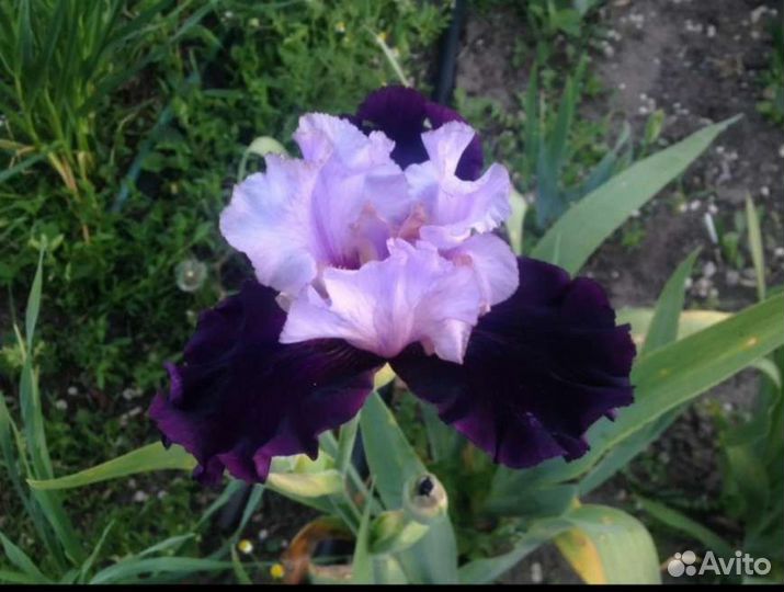 Ирис бордатый Американ Классик