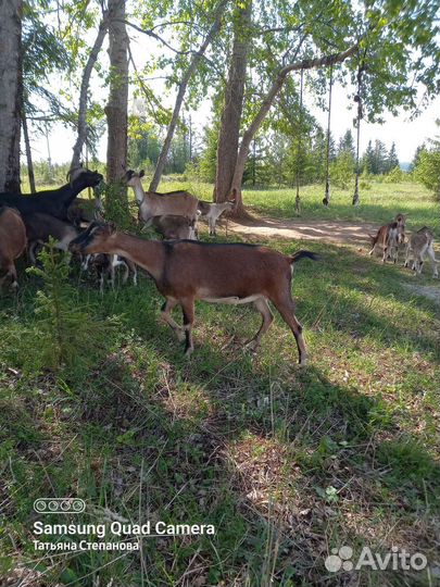 Альпийские козлята