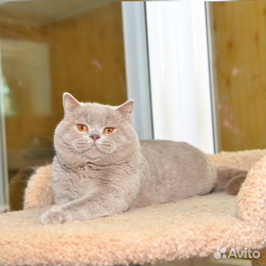 Британский лиловый кот