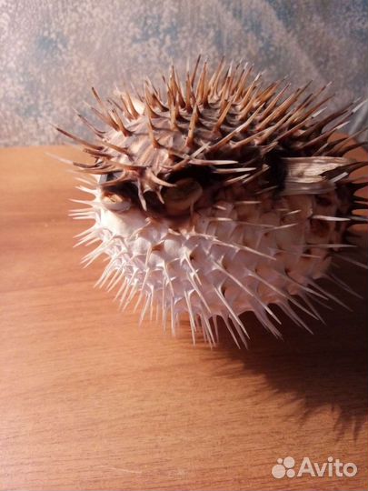 Чучело рыбы - морской еж