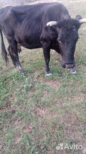 Продаются,коровы.(быки проданы)