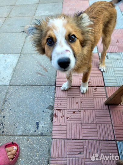 Щенок в добрые руки