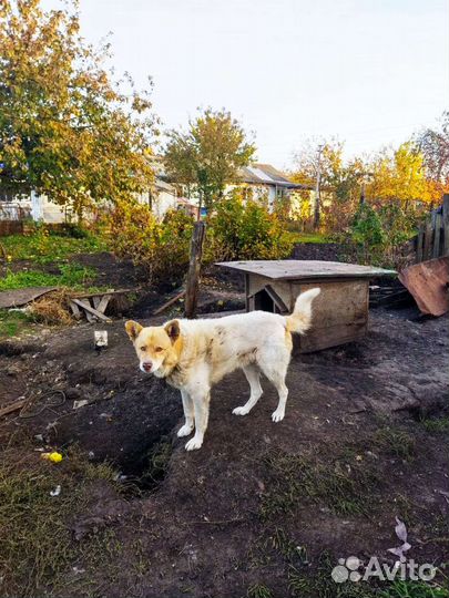 Отдам в добрые руки сторожевого пса на цепи