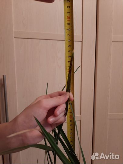 Финиковая пальма