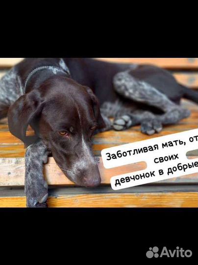 Щенки в добрые руки