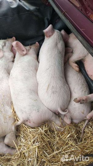 Поросята