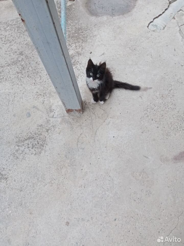 Котята в добрые руки бесплатно девочки