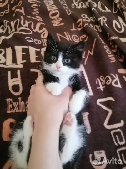 Котенок мальчик