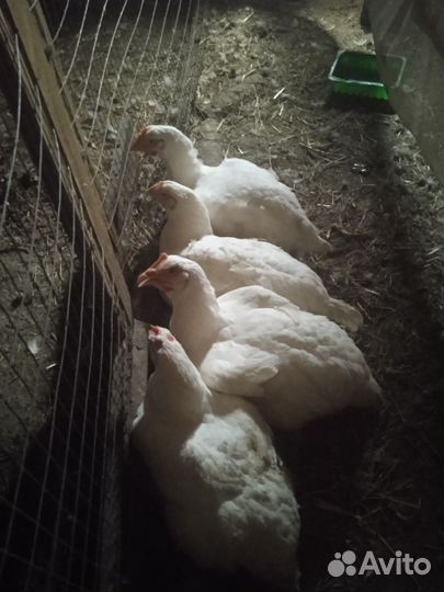 Индоутка мускусная утка