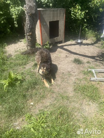 Собака в добрые руки отдам бесплатно