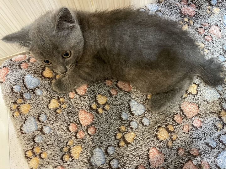 Котята в добрые руки мальчики
