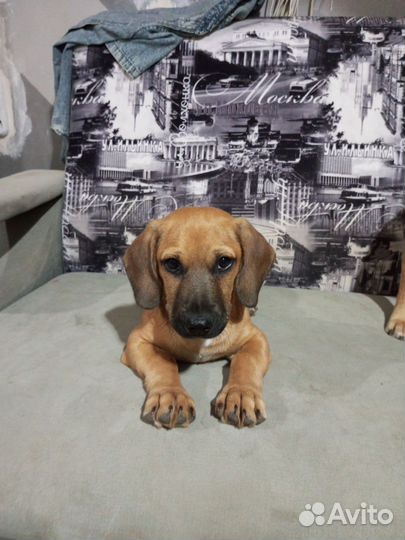 Отдам в добрые руки