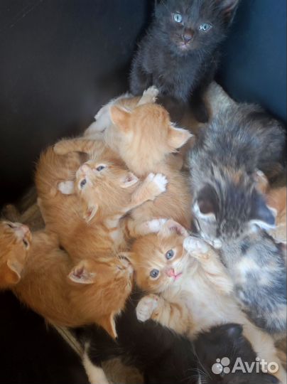 Котята в добрые руки