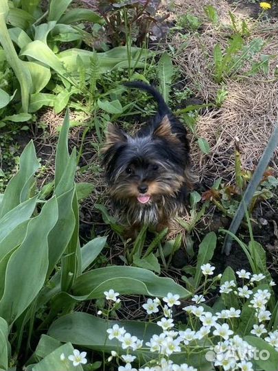 Йоркширский терьер мини