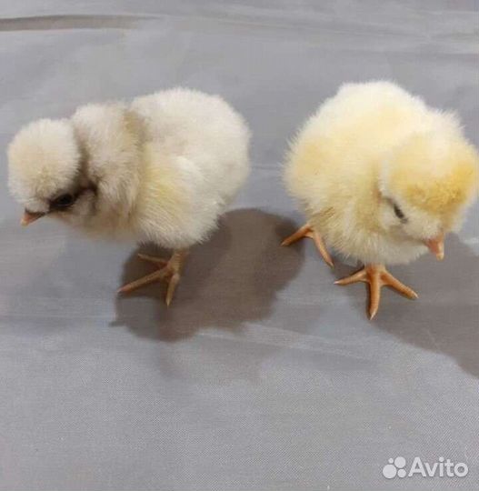 Цыплята несушки